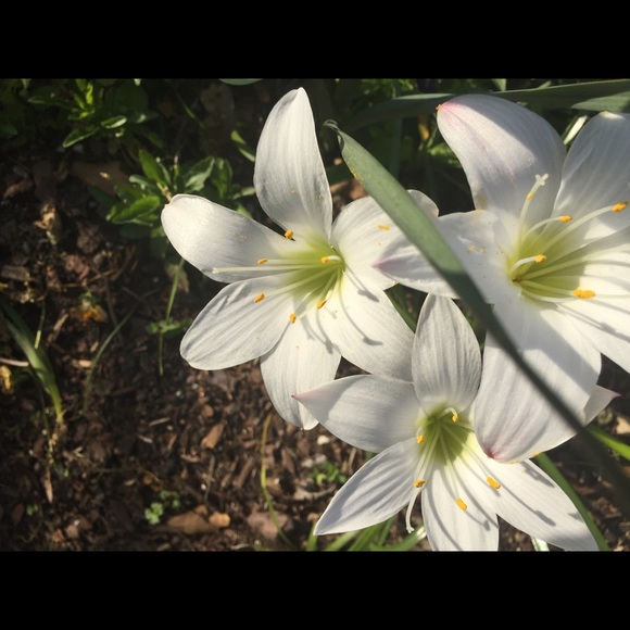 Meet your Posher, Bernice - Picture 11 of 12